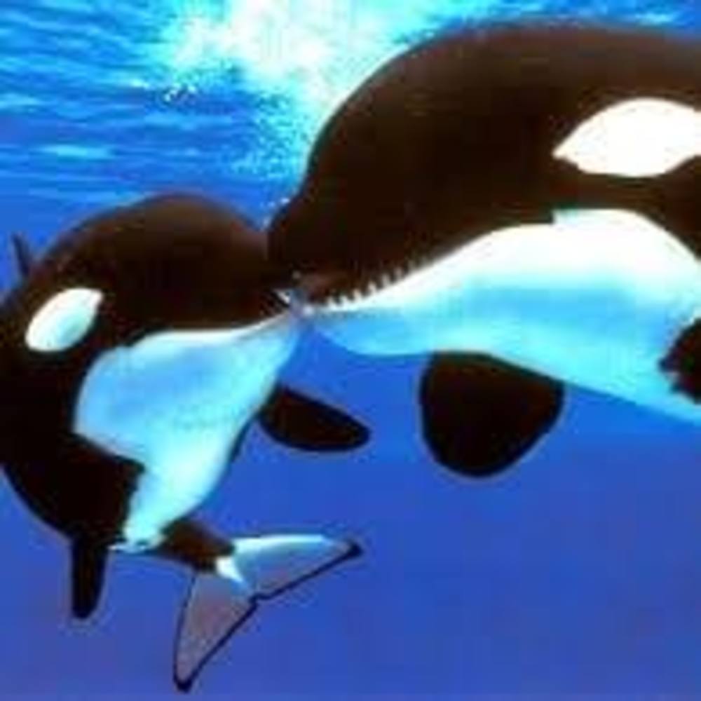 Meet your Posher, Lins